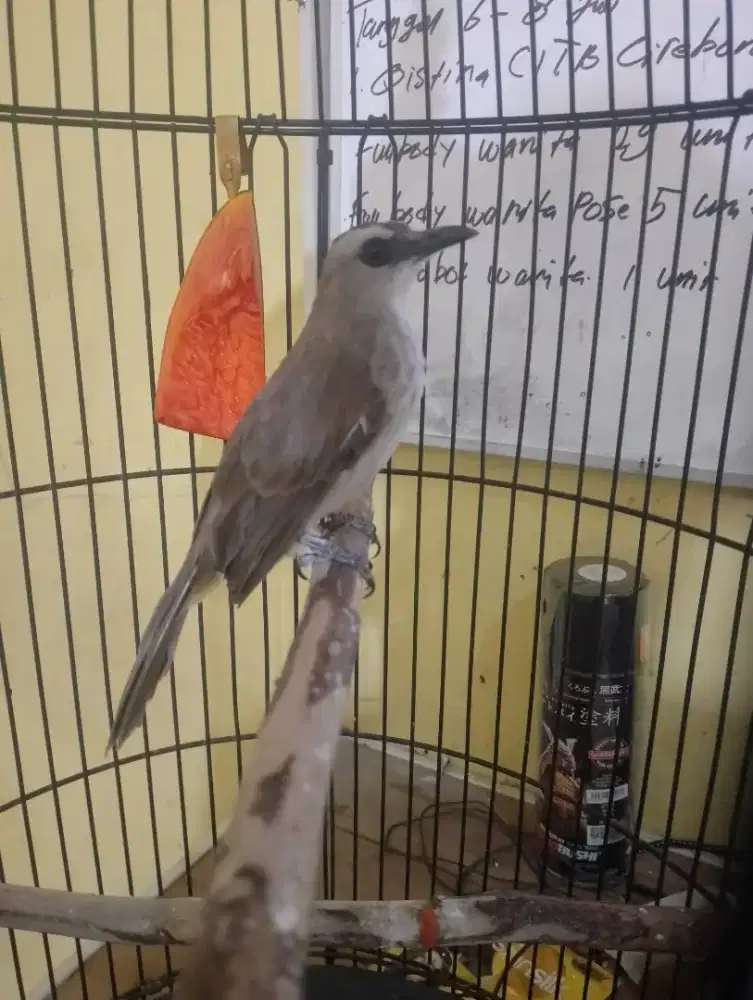 Jual burung trucuk ropel garuda