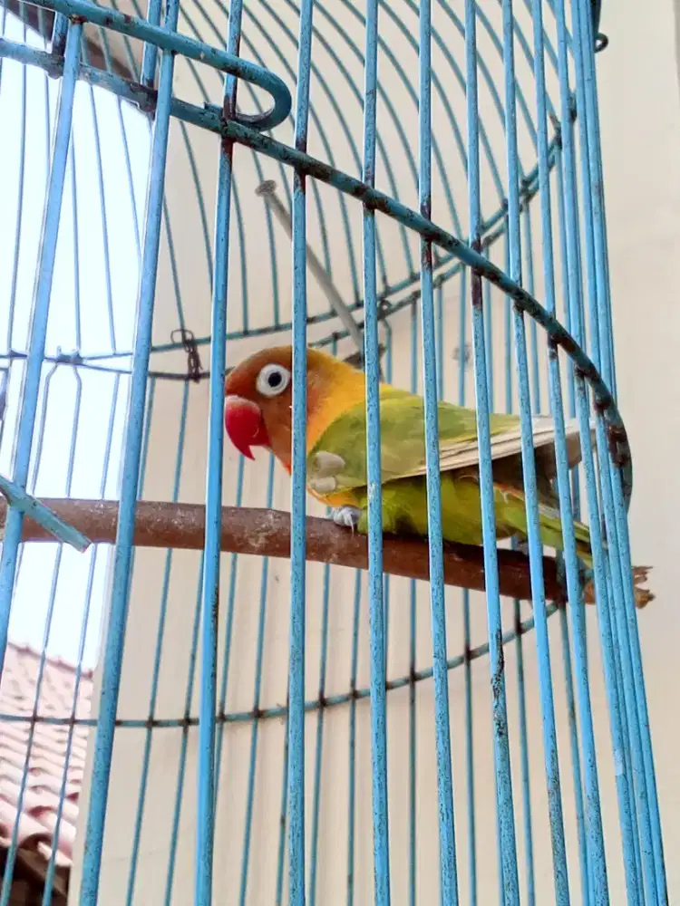 Jual aja ni burung Lovebird