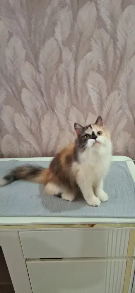 Betina calico 11bulan