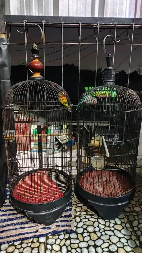 lovebird fulset tinggal pajang