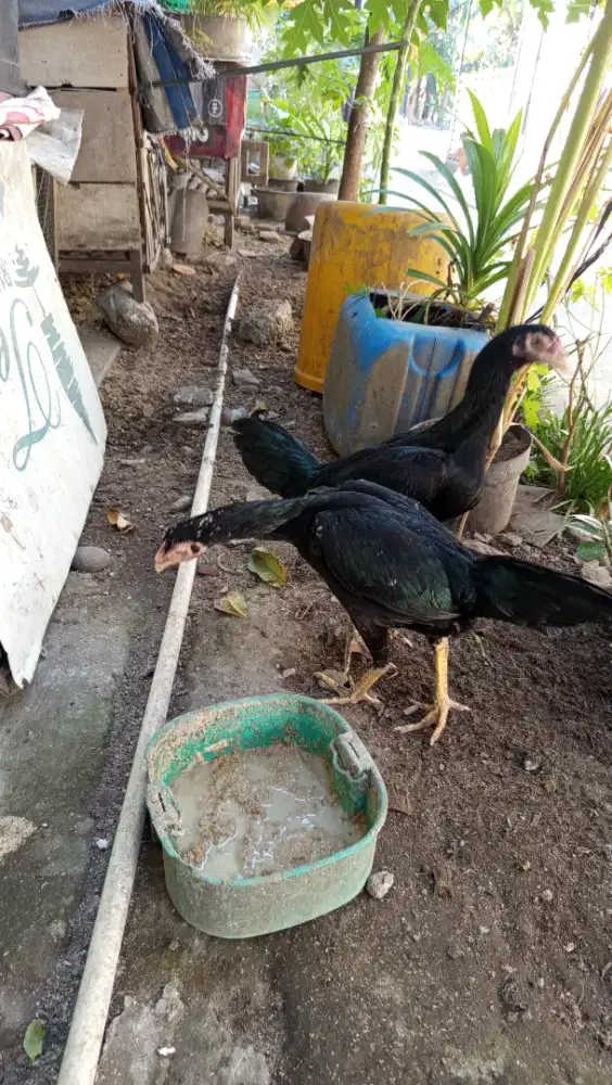 Ayam Dere bangkok