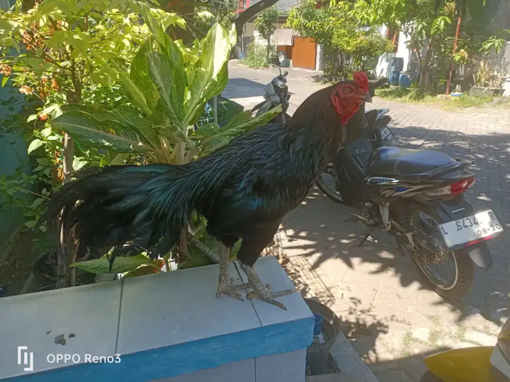 Jual ayam Jenis bagus