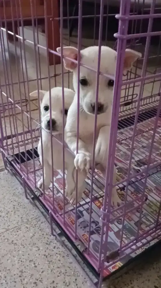 Anak Anjing Lucu