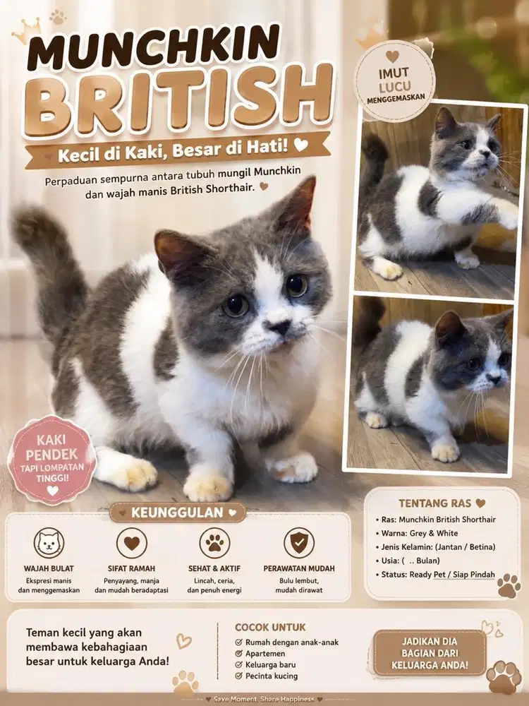 Brittish munckin