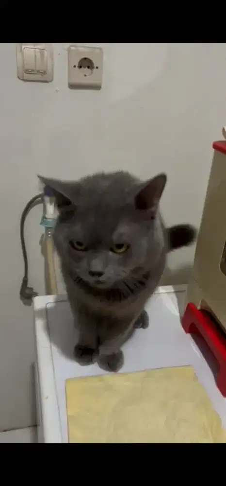 Kucing British shorthair