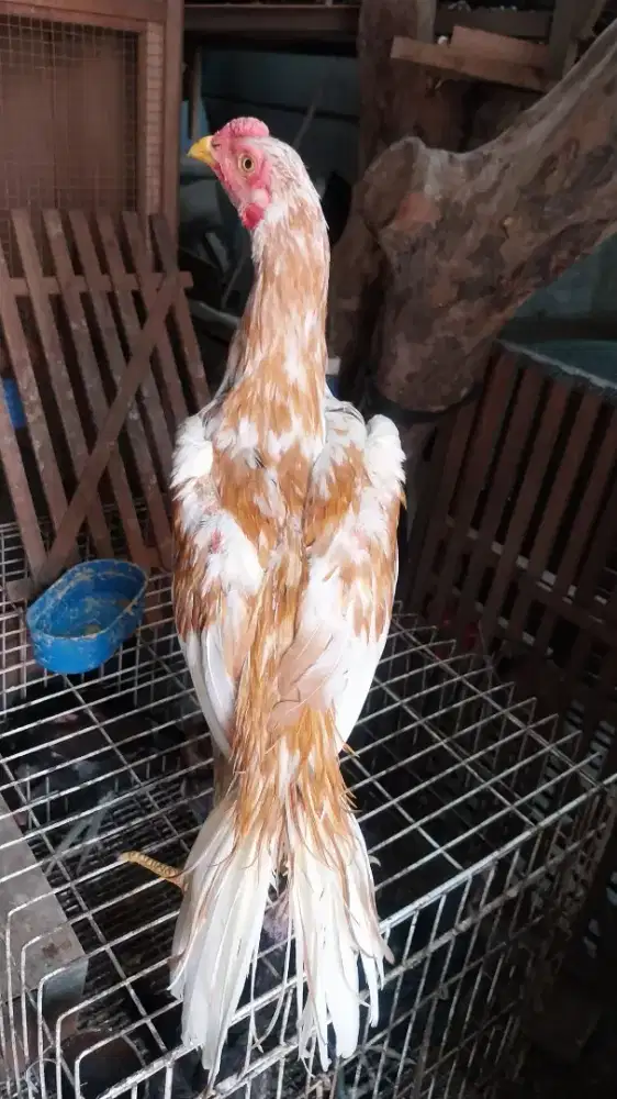 Ayam hias bangkok ekor lidi