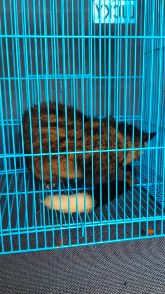 MUSANG PANDAN EKPUT