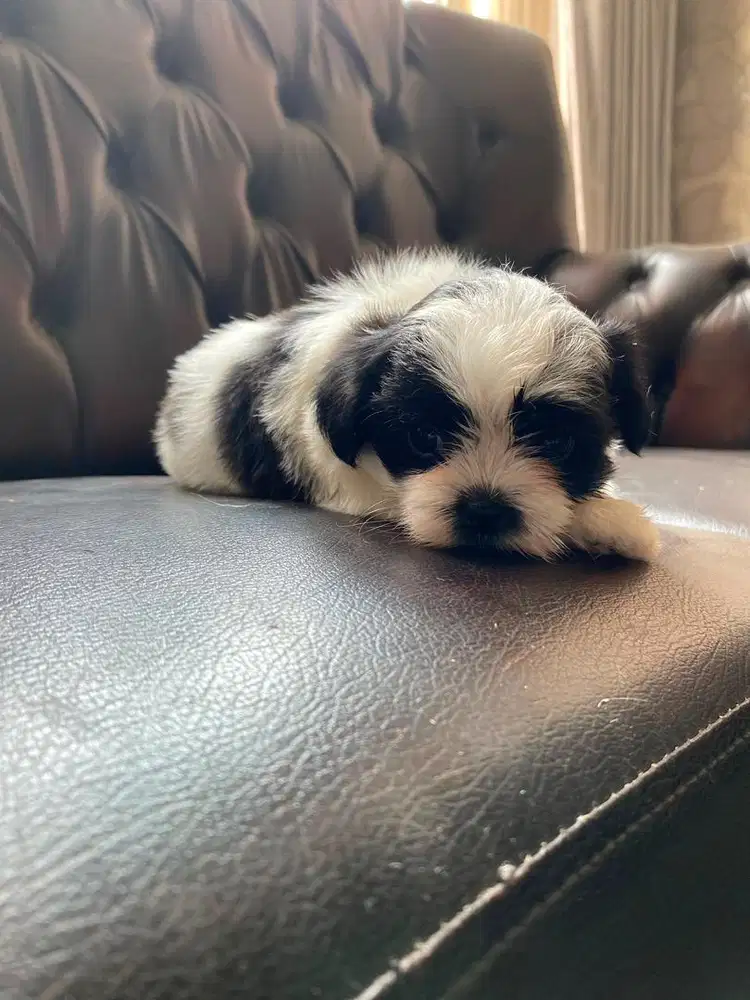 anak anjing shihtzu mix yorkie