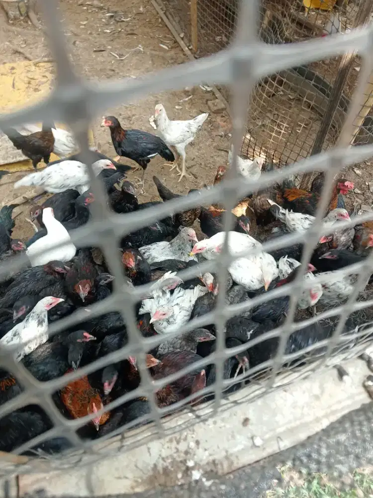ayam kampung kub 8 ons sampai 1 kg