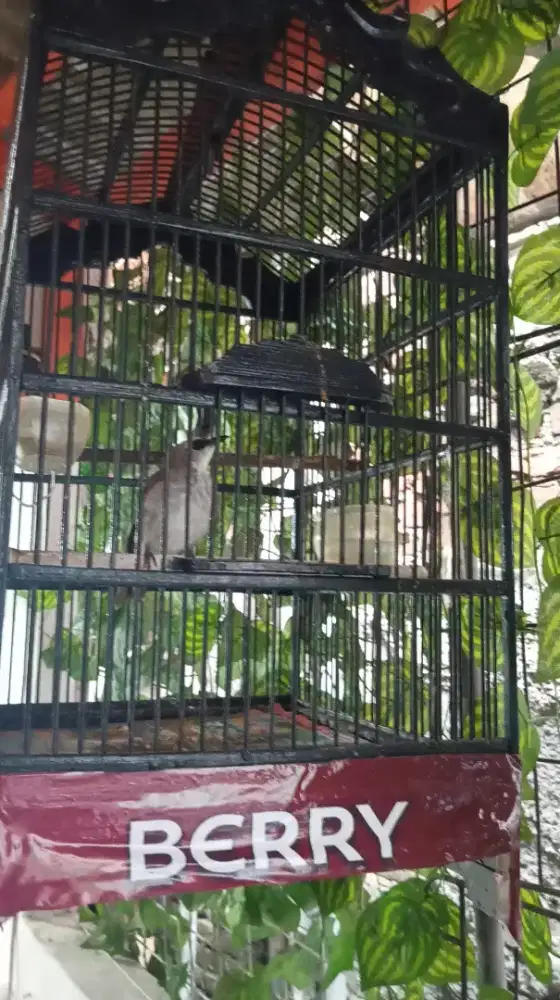 Burung trucukan jinak sudah ngegaruda full set