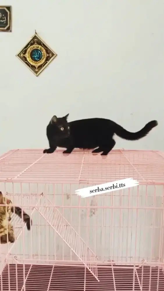 Kucing kitten munchkin jantan Standard