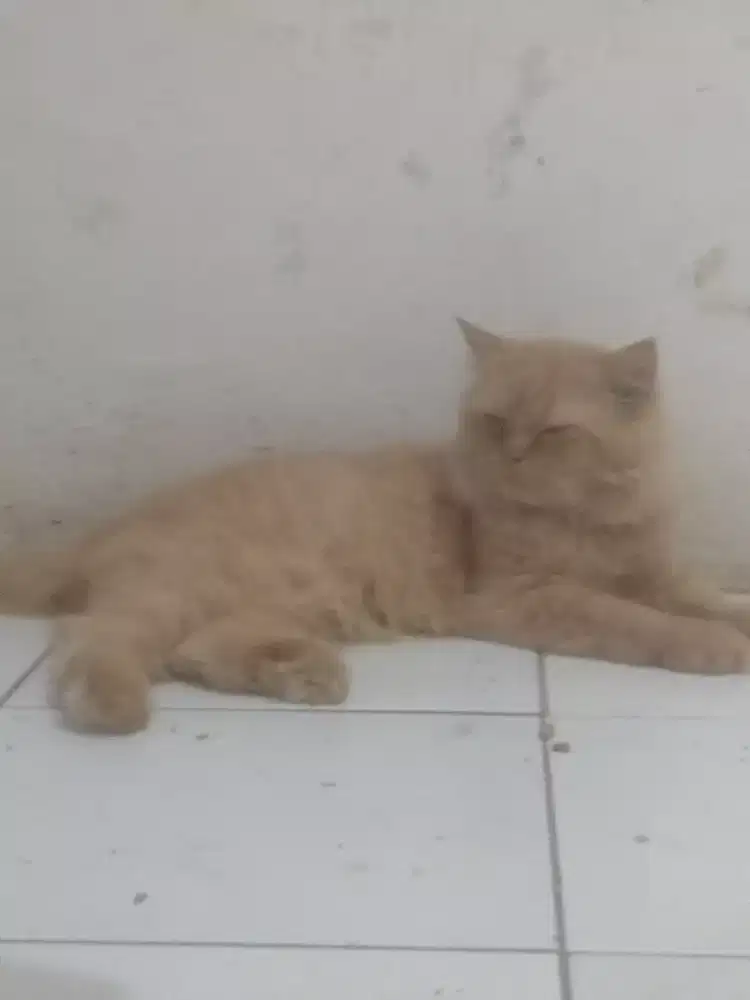 Kucing persia jantan oyen umur 8 bln.. kepala besar..
