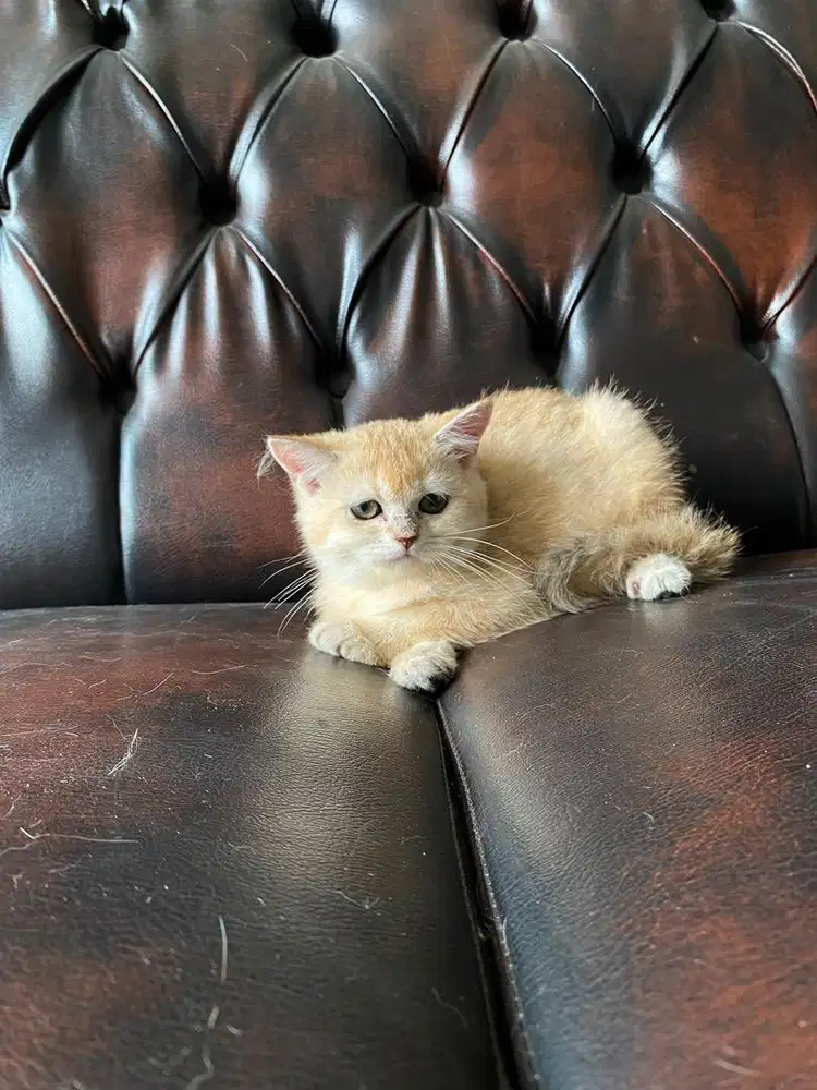 kucing british shorthair bsh bapak ibu impor