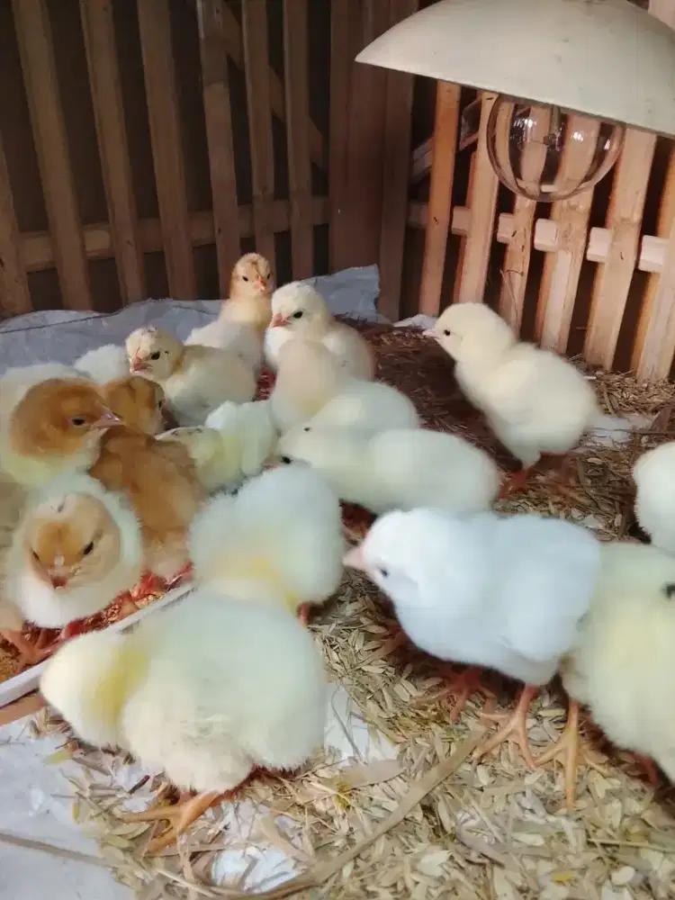 ANAK AYAM PETELUR