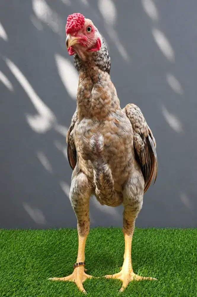 Ayam Ko Shamo Mini Usia 4 bulan