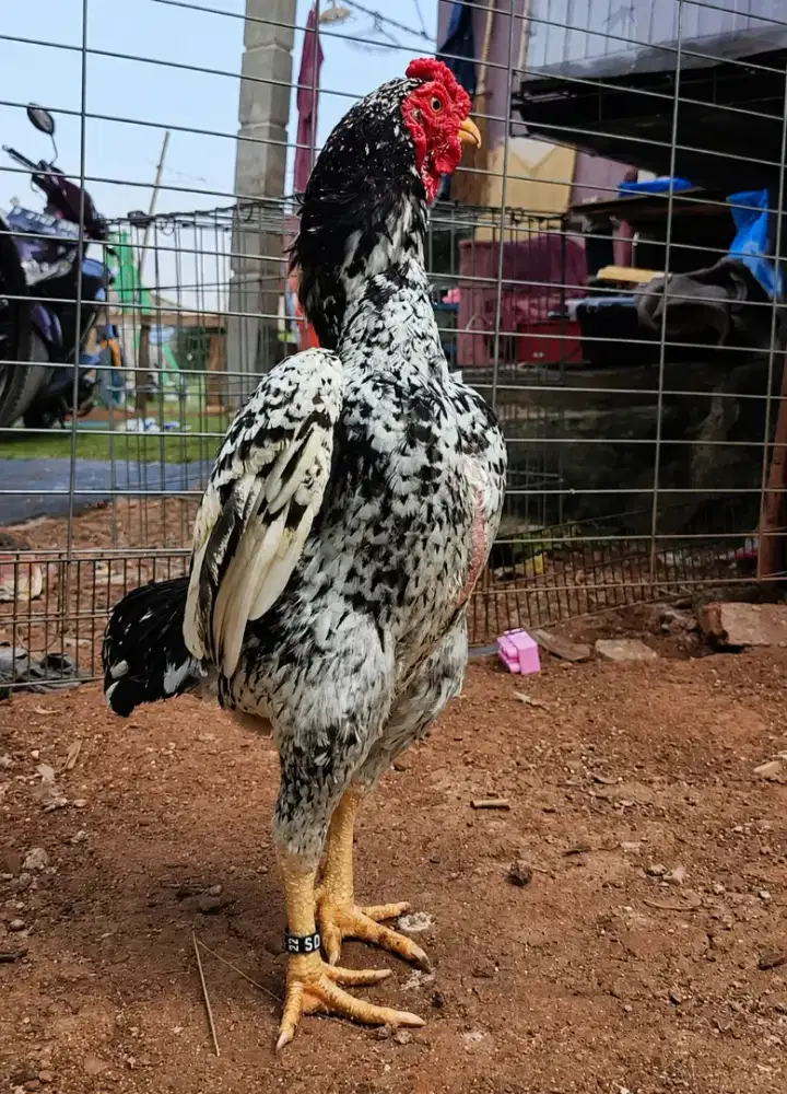 Ayam ko shamo jantan dewasa
