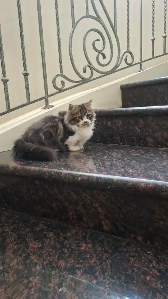 Lepas adopt kitten anak kucing munchkin long hair