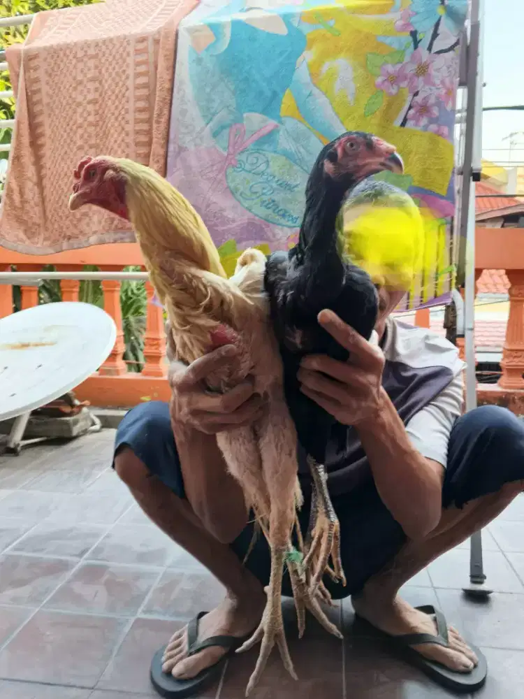 Biang (shamokok) + jago bangkok
