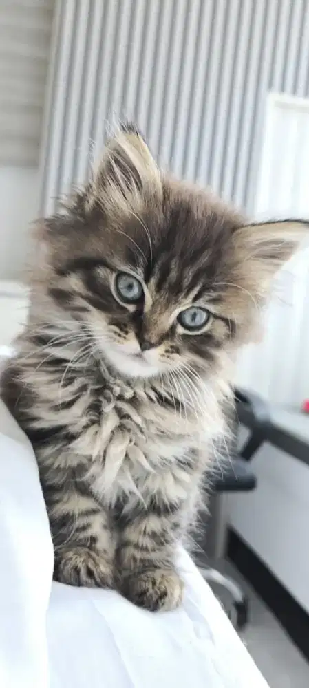 Kucing betina  umur 6 bulan vaksin 2x