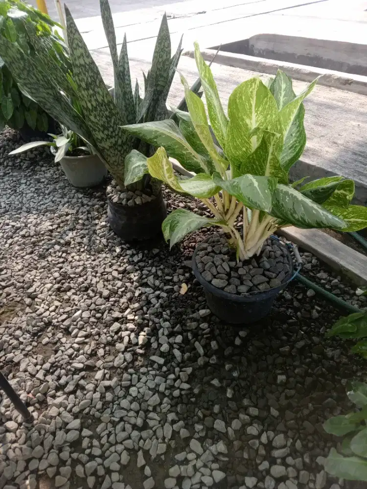 Cari kerja siap langsung kerja