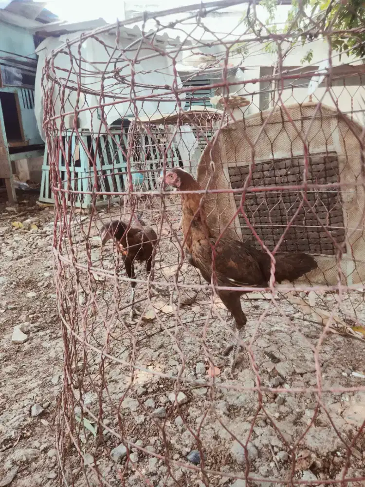 Ayam pamangon dedara