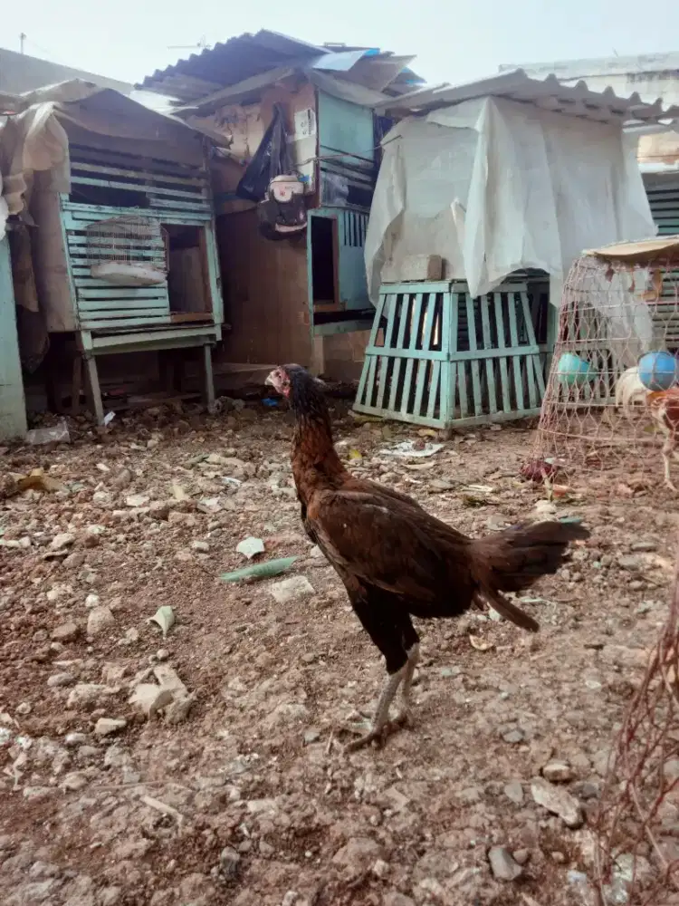 Ayam pamangon dedara