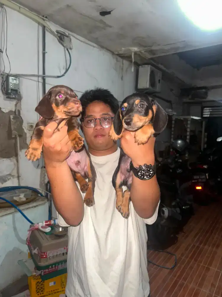 DASCHUND TEKKEL PUPPY