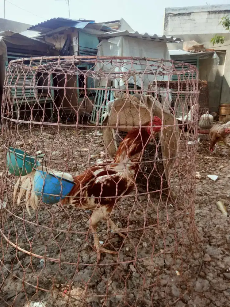 Ayam.phakoy pluker