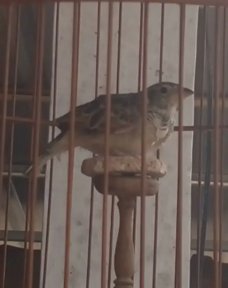 Branjangan jinak