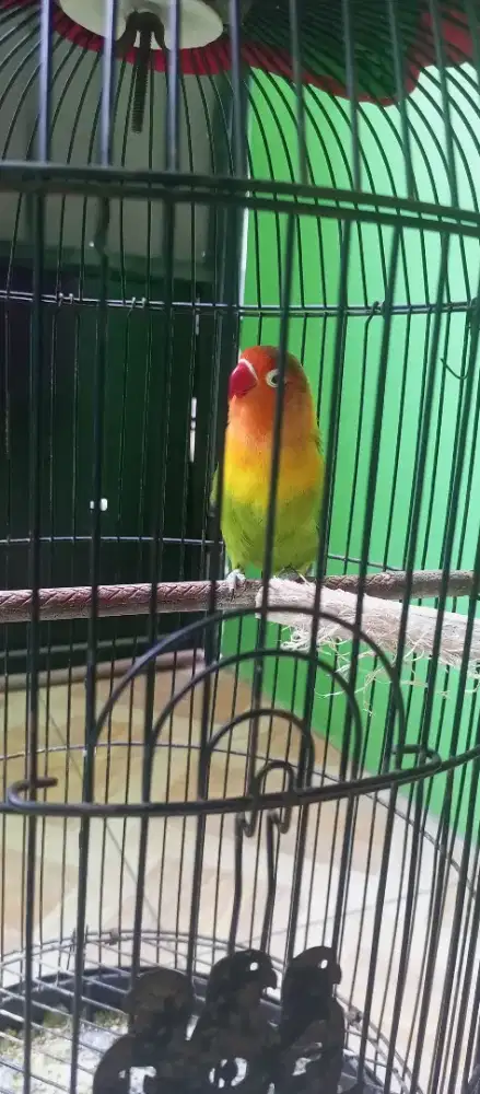 Kandang burung Lovebird