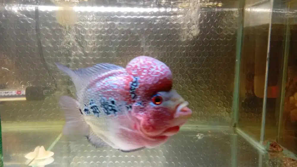 Ikan lohan SRD DAN CENCU