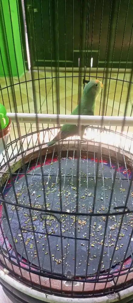 Kandang burung Lovebird
