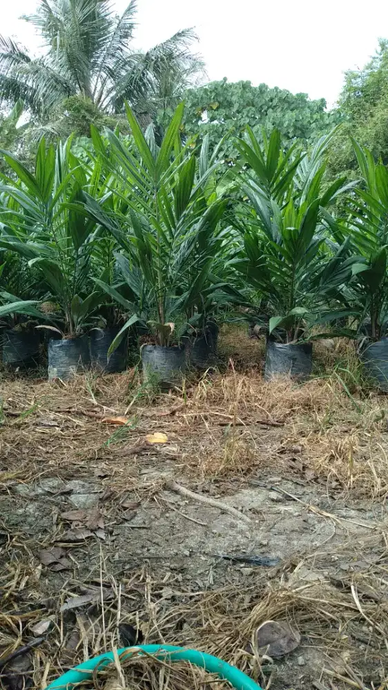 bibit sawit lokal