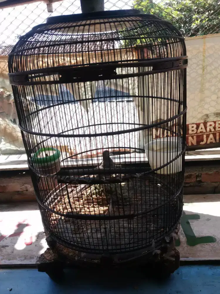 Perkutut lokal full set