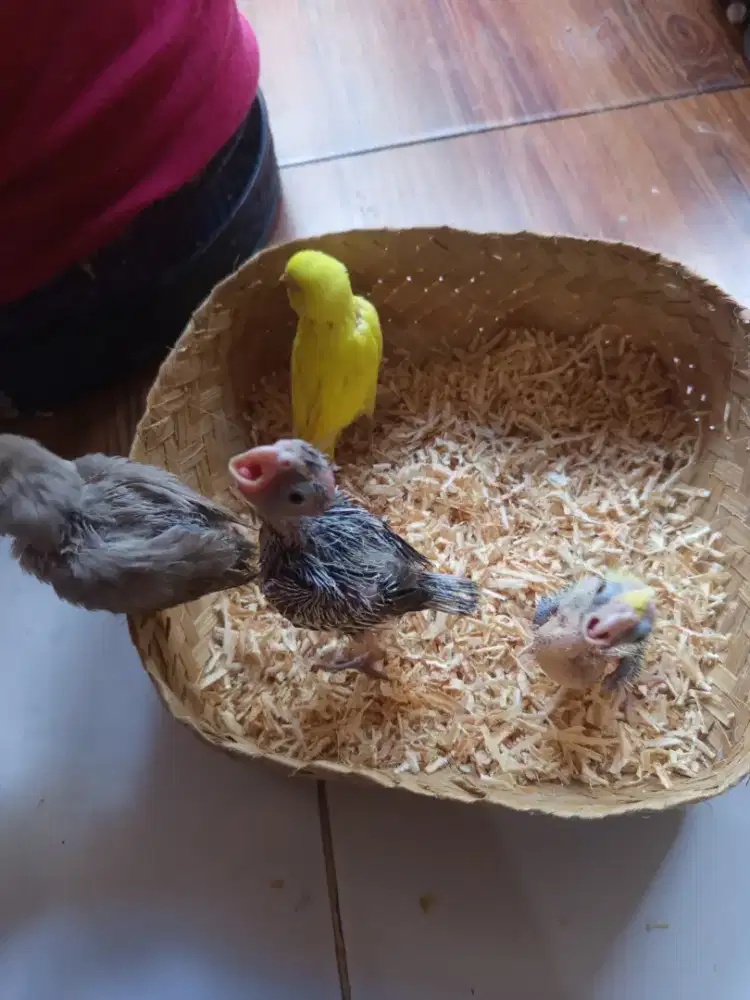 Lolohan burung Parkit lb dan falk