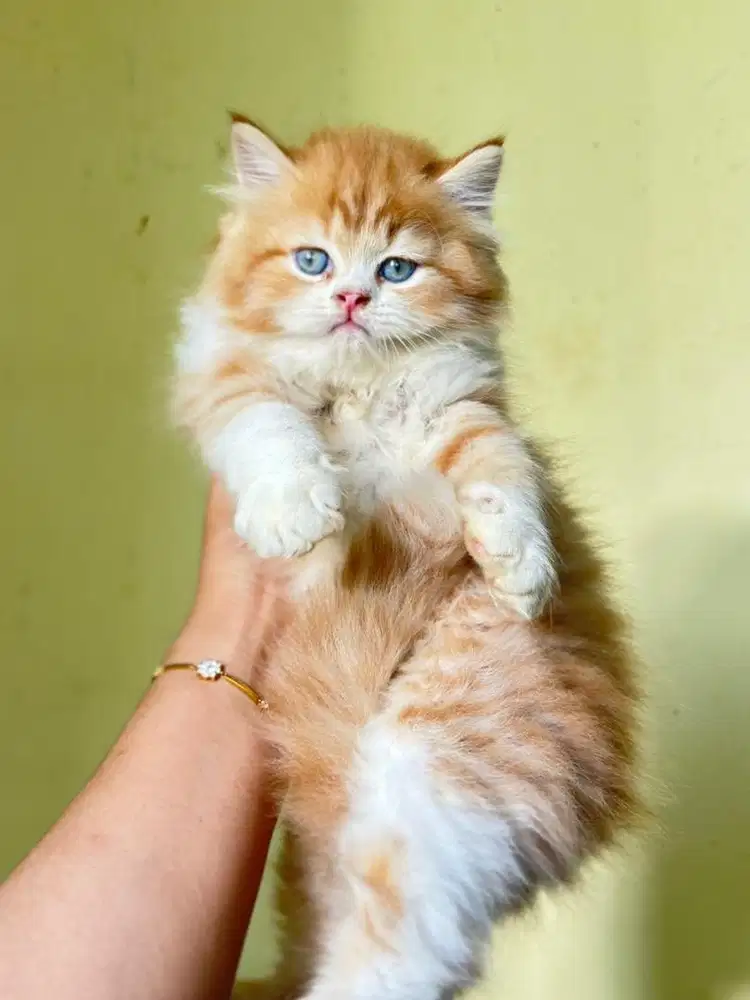 Persia flatnose berkualitas josss bigbon