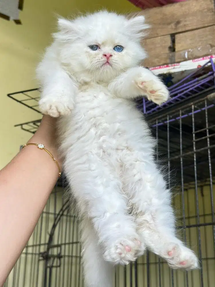 Persia flatnose bulu super rimbun berkualitasss josss