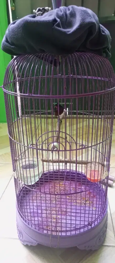 Kandang Burung bulat kecil