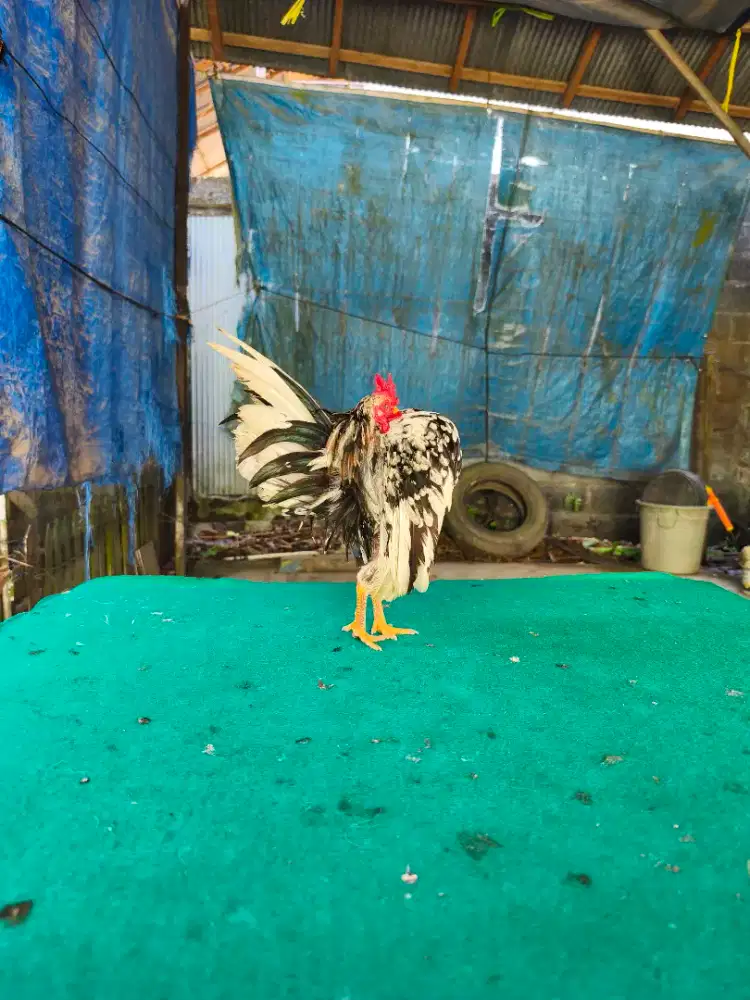 Anakan serama rinting murai