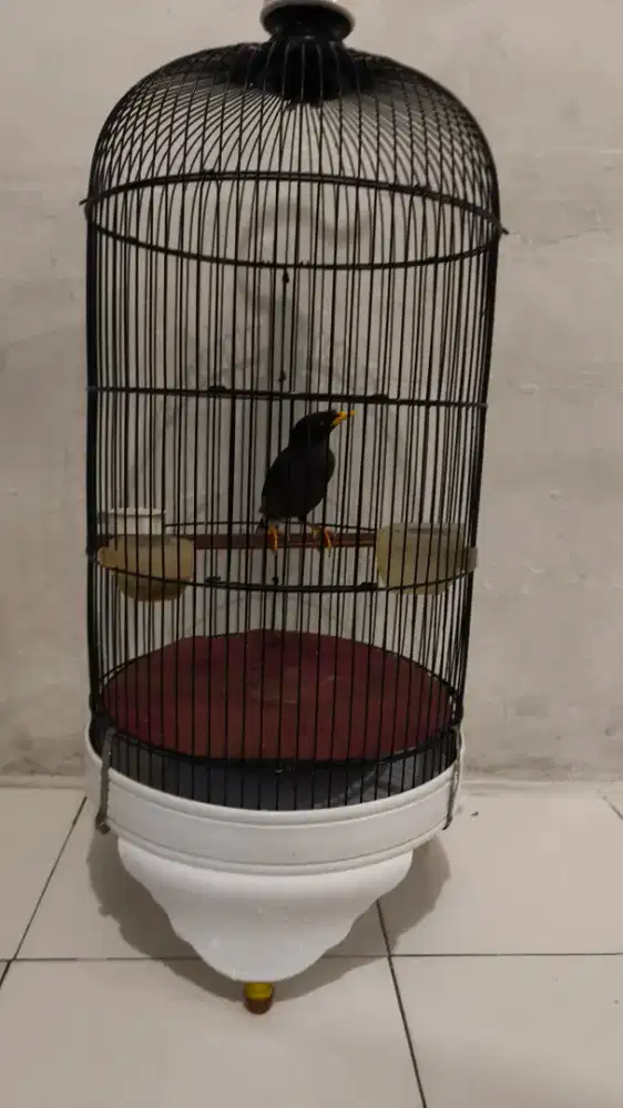 Burung jalak kebo fullset sm kndng bagus