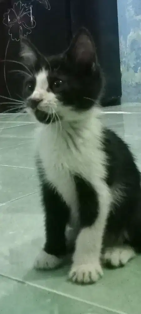 Kucing lucu , terlatih lucu