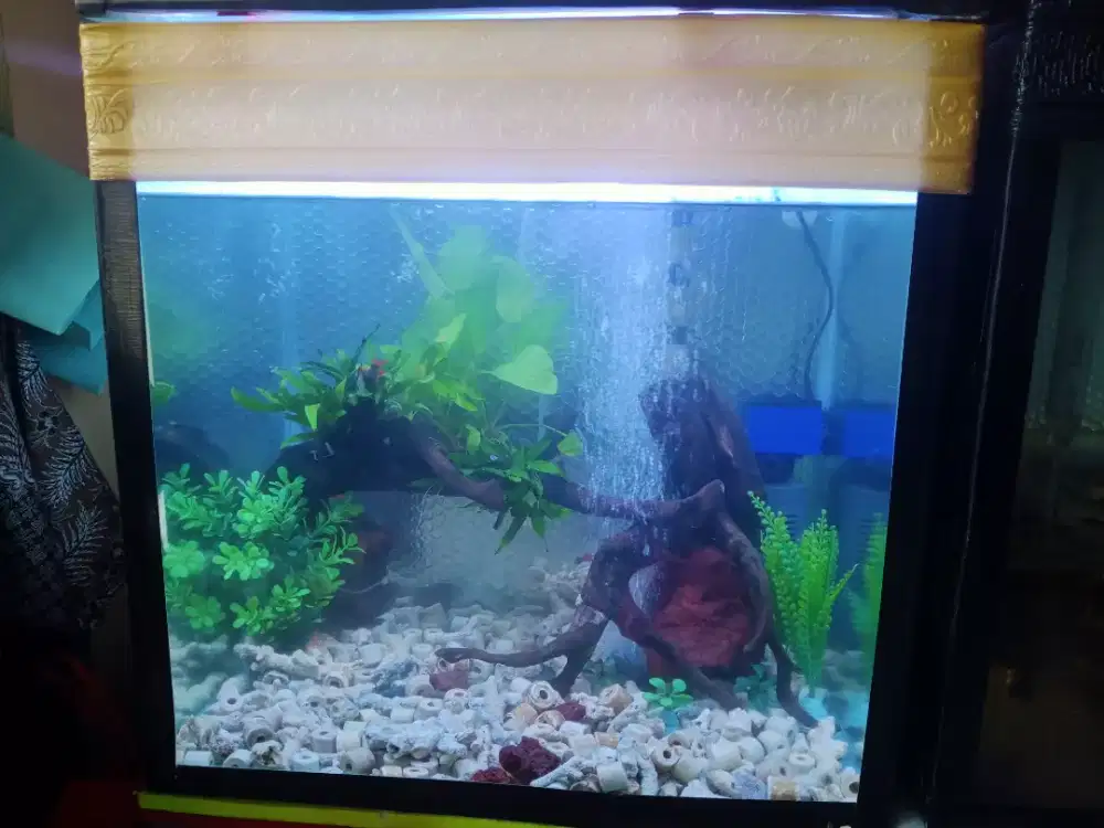 Aquarium dan aquascape