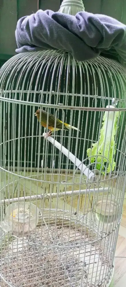 Jual kandang burung bulet