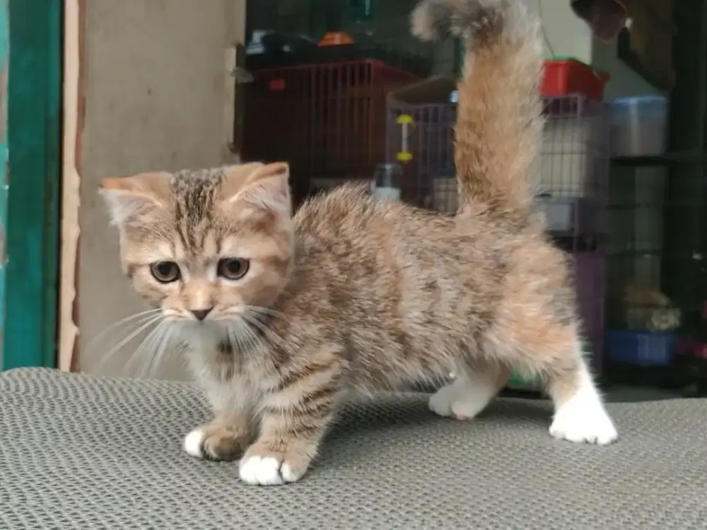 Kitten Munchkin gaelic betina