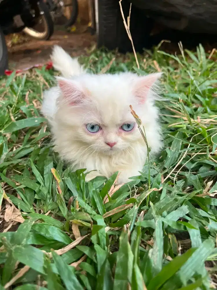 kucing flatnose usia 3-4 bln