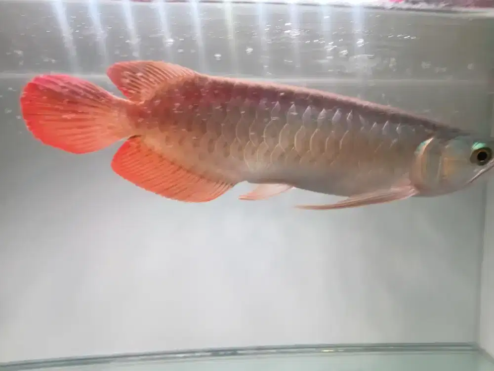 Diual ikan arwana super red 25cm
