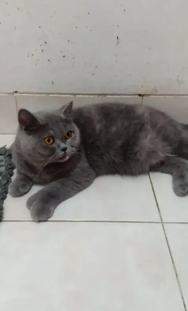 Kucing BSH blue tortie non ped proven british shorthair betina dewasa
