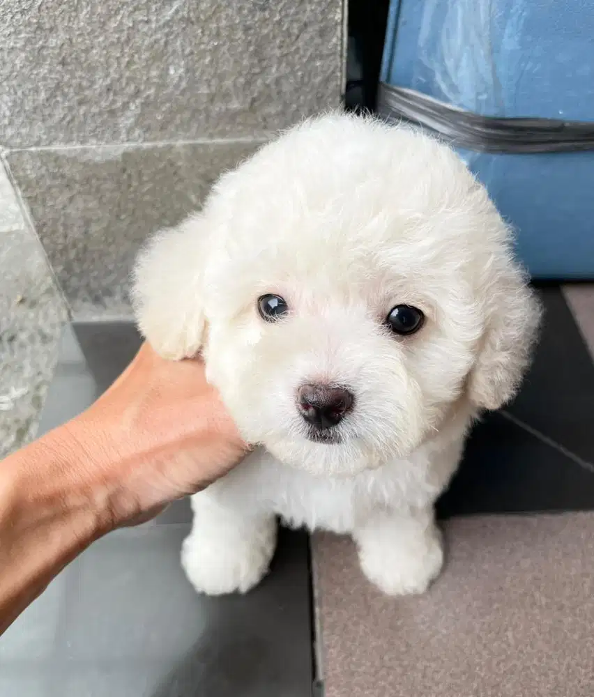 Anakan poodle betina