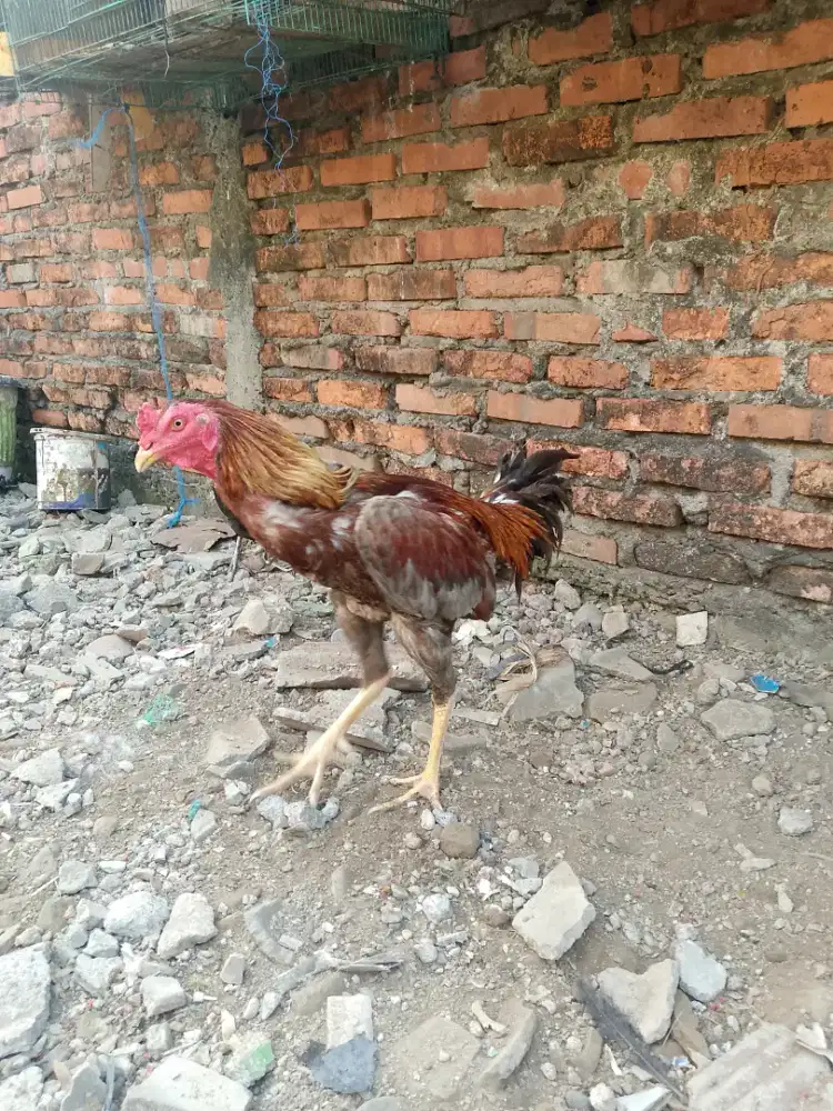 Ayam Bangkok jantan