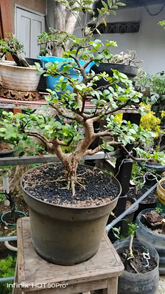 bonsai Sianci (Malpighia emarginata atau Ceri Barbados).